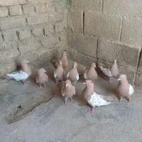 سینه زرد