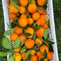 پرتقال خونی برگی