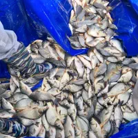 فیتوفاک بیگهد کپور|ماهی|ایلام, |دیوار