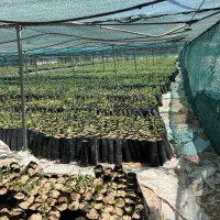 کارگر برای نهالستان