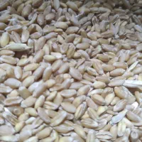 فروش گندم رقم بگ گراس