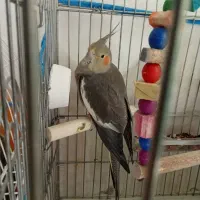 عروس هلندی|پرنده|خرمشهر, |دیوار