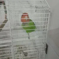 دوعددطوطی برزیلی نر وماده