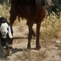 بز بزغاله ماده