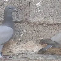 فروش سبز بی خط|پرنده|کوه چنار, |دیوار