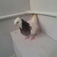 طوقی ماده سالم