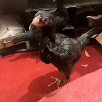 دوتا جوجه لاری