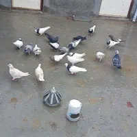 کبوتر|پرنده|شیروان (خراسان), |دیوار