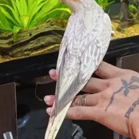 ۲تا عروس هلندی جوجه