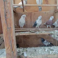 کفتر پرشی کفتر کار|پرنده|چهاردانگه (تهران), |دیوار