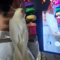 عروس هلندی لوتینو|پرنده|چهاردانگه (تهران), |دیوار