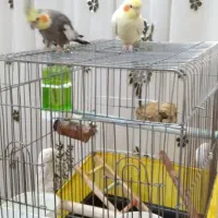 فروش جفت عروس هلندی کیوت و بامزه