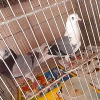کفتر کبوتر سرور|پرنده|تهران, منیریه|دیوار