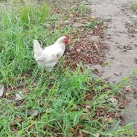 خروس دارم معاوضه میکنم
