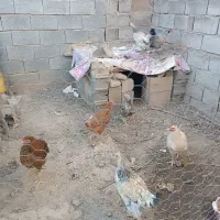 8تا مرغ و خروس|حیوانات مزرعه|آشخانه, |دیوار