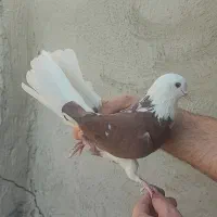 کبوتر|پرنده|ری, شهادت|دیوار