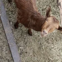 بز دوقلو زاه