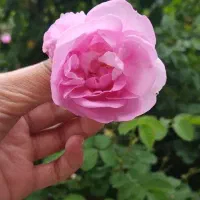 فروش عرقیات ناب و اصل و خداپسند