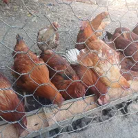 مرغ و خروس محلی|حیوانات مزرعه|مشهد, ویلاشهر|دیوار