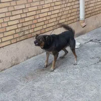 واگذارسگ نگهبان|سگ|قرچک, ولی آباد|دیوار