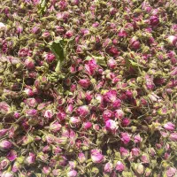 گل محمدی