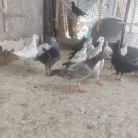جوجه سار دورگ پرشی