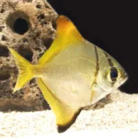 ماهی آنجل مونو سیرجان