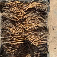 نهال انغوزه