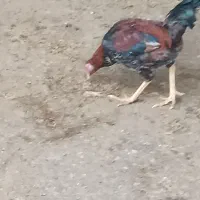 خروس کردی اصل|حیوانات مزرعه|دینور, |دیوار