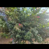 باغ روستای گیو