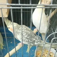 سلام یک جفت عروس،هلندی،نروماده با دو عدد جوجه