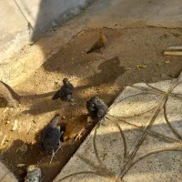 مرغ ولود و جوجه