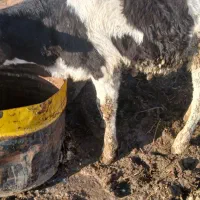 گوساله ماده درجه یک