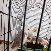 جفت عروس هلندی