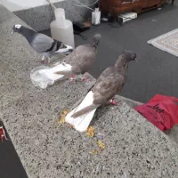 کفتر دم سفید سر کی|پرنده|قم, نخودی|دیوار