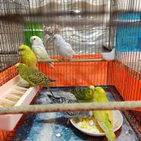 پرنده مرغ عشق