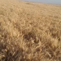 فروش بذر گندم رقم فرانسه با تناژ بالا