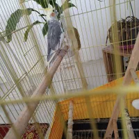 عروس هلندی سخنگو|پرنده|زرندیه, |دیوار