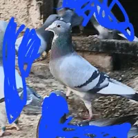 کبوتر نر سوراخ