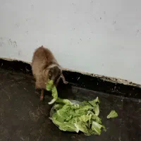 بزغاله زینتی ،عروسک|حیوانات مزرعه|مهاباد (آذربایجان غربی), |دیوار