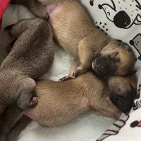 میکس پیتبول سراب