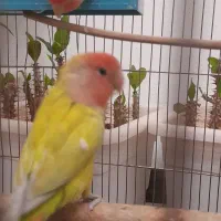 طوطی برزیلی جفت خورده . درشت .فسفری