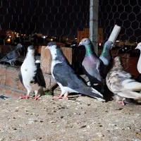 12 عدد کبوتر سبزو مگسی وساده جفت