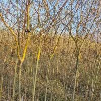 فروش انواع نهال