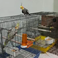 یک جفت عروس هلندی نر و ماده بالغ و سخنگو