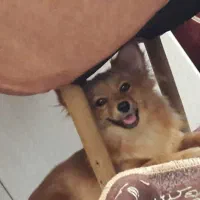 سگ خونگی|سگ|بوئین زهرا, |دیوار