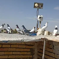 10تا کفتر یک بوم