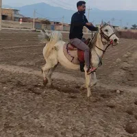 اسب|اسب و تجهیزات اسبسواری|مرودشت, نقش رستم|دیوار