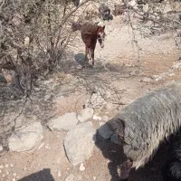 فروش اسب|اسب و تجهیزات اسبسواری|فیروزآباد (فارس), |دیوار