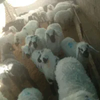 گوسفند قوچ بزرگ|حیوانات مزرعه|تیمور آباد, |دیوار